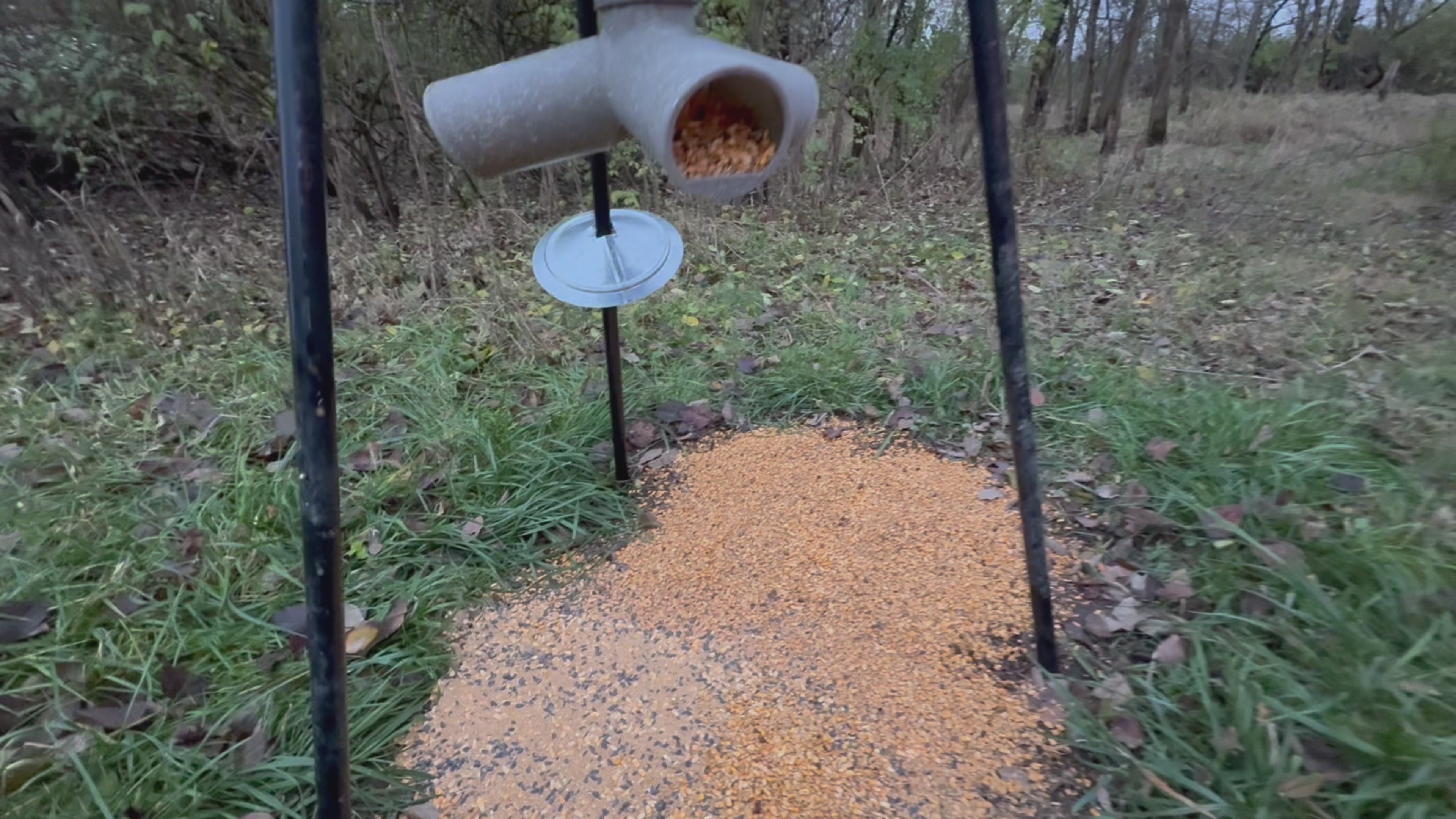 🌾 Oats & Oaks (Limited)