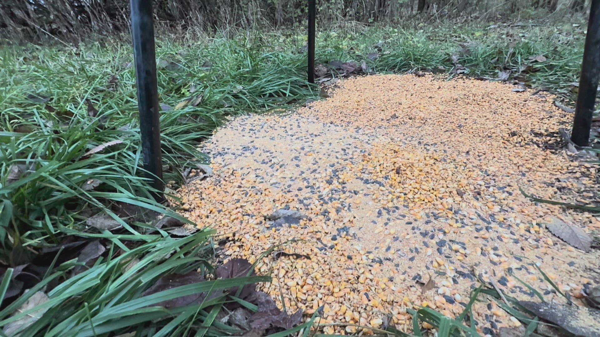 Orchard Punch Pallet